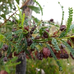 Dodonaea multijuga at Boolijah, NSW - 3 Nov 2022