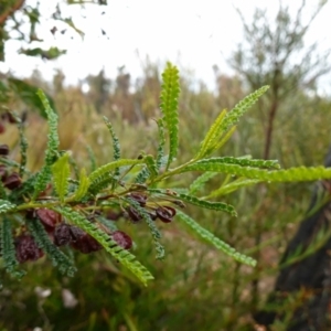 Dodonaea multijuga at Boolijah, NSW - suppressed