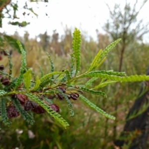 Dodonaea multijuga at Boolijah, NSW - 3 Nov 2022