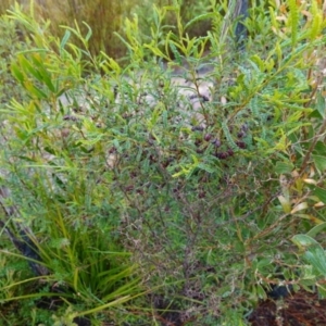 Dodonaea multijuga at Boolijah, NSW - suppressed
