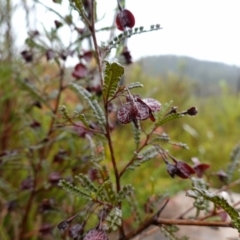 Dodonaea multijuga at Boolijah, NSW - suppressed
