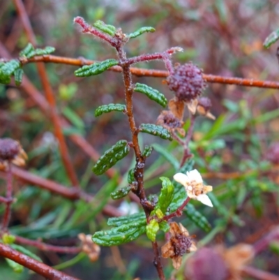 Commersonia hermanniifolia (Wrinkled Kerrawang) at Morton National Park - 3 Nov 2022 by RobG1