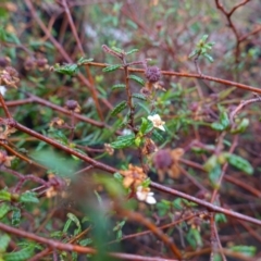 Commersonia hermanniifolia at Boolijah, NSW - suppressed