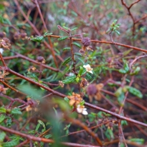 Commersonia hermanniifolia at Boolijah, NSW - 3 Nov 2022