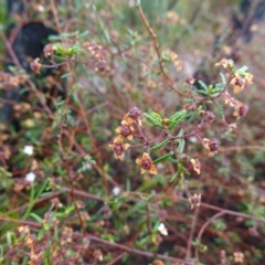 Commersonia hermanniifolia at Boolijah, NSW - suppressed