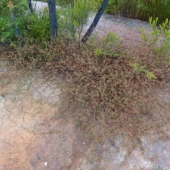 Commersonia hermanniifolia at Boolijah, NSW - suppressed