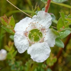 Leptospermum rotundifolium (Round Leaf Teatree) at Boolijah, NSW - 3 Nov 2022 by RobG1