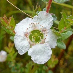 Leptospermum rotundifolium at Boolijah, NSW - 3 Nov 2022