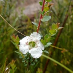 Leptospermum rotundifolium at Boolijah, NSW - 3 Nov 2022