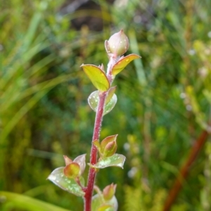 Leptospermum rotundifolium at Boolijah, NSW - 3 Nov 2022