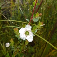 Leptospermum rotundifolium at Boolijah, NSW - 3 Nov 2022