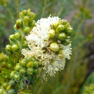 Melaleuca capitata at Boolijah, NSW - suppressed