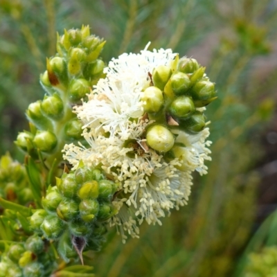 Melaleuca capitata (Sandstone Honey-Myrtle) at Boolijah, NSW - 3 Nov 2022 by RobG1