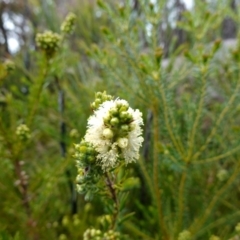 Melaleuca capitata at Boolijah, NSW - suppressed