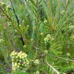 Melaleuca capitata at Boolijah, NSW - suppressed