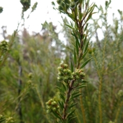 Melaleuca capitata at Boolijah, NSW - suppressed