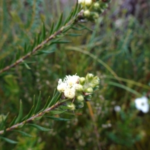 Melaleuca capitata at Boolijah, NSW - suppressed