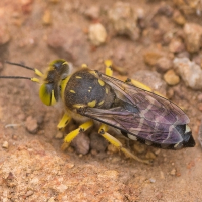 Bembix sp. (genus) (Unidentified Bembix sand wasp) at Mount Ainslie - 31 Dec 2022 by patrickcox