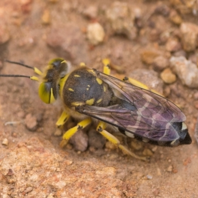 Bembix sp. (genus) (Unidentified Bembix sand wasp) at Hackett, ACT - 1 Jan 2023 by patrickcox
