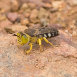 Bembix sp. (genus) at Hackett, ACT - 1 Jan 2023