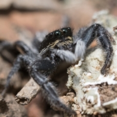 Ocrisiona leucocomis (White-flecked Crevice-dweller) at Hackett, ACT - 1 Jan 2023 by patrickcox