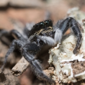 Ocrisiona leucocomis at Hackett, ACT - 1 Jan 2023