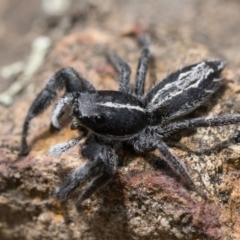 Ocrisiona leucocomis at Hackett, ACT - 1 Jan 2023