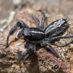 Ocrisiona leucocomis at Hackett, ACT - 1 Jan 2023