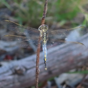 Orthetrum caledonicum at Fisher, ACT - 3 Jan 2023 03:27 PM