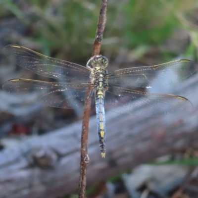 Orthetrum caledonicum (Blue Skimmer) at Mount Taylor - 3 Jan 2023 by MatthewFrawley