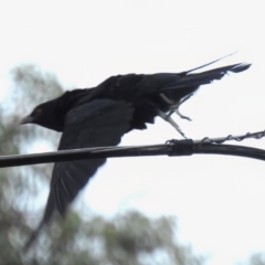 Eudynamys orientalis (Pacific Koel) at Wanniassa, ACT - 3 Jan 2023 by JohnBundock