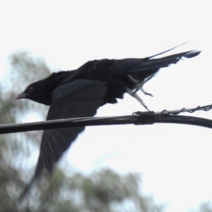 Eudynamys orientalis at Wanniassa, ACT - 3 Jan 2023