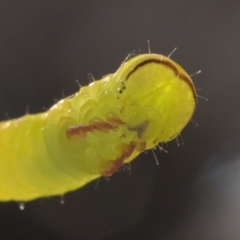 Geometridae (family) IMMATURE (Unidentified IMMATURE Geometer moths) at Ainslie, ACT - 1 Jan 2023 by patrickcox