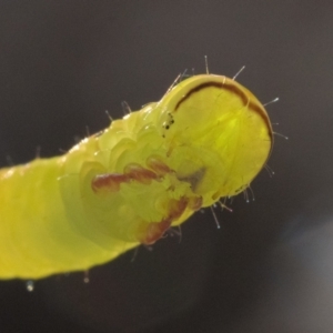 Geometridae (family) IMMATURE at Ainslie, ACT - 1 Jan 2023