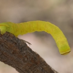 Geometridae (family) IMMATURE at Ainslie, ACT - 1 Jan 2023