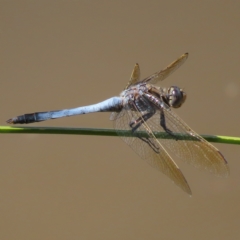 Orthetrum caledonicum (Blue Skimmer) at Mount Taylor - 3 Jan 2023 by MatthewFrawley