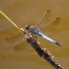 Orthetrum caledonicum at Fisher, ACT - 3 Jan 2023