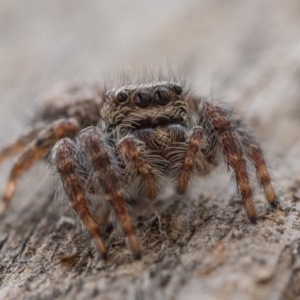 Servaea incana at Ainslie, ACT - 1 Jan 2023 11:30 AM