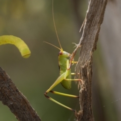 Torbia viridissima (Gum Leaf Katydid) at Ainslie, ACT - 1 Jan 2023 by patrickcox