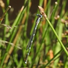 Austrolestes leda (Wandering Ringtail) at Mount Taylor - 3 Jan 2023 by JohnBundock