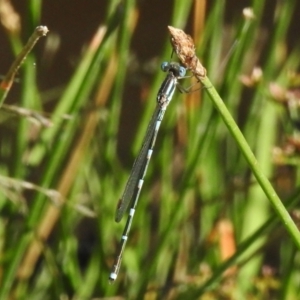 Austrolestes leda at Fisher, ACT - 3 Jan 2023