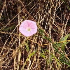 Convolvulus angustissimus (Pink Bindweed) at Weetangera, ACT - 3 Jan 2023 by sangio7