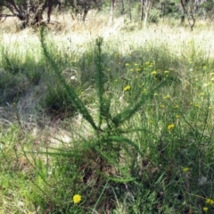 Cassinia aculeata subsp. aculeata (Dolly Bush, Common Cassinia, Dogwood) at Hawker, ACT - 3 Jan 2023 by sangio7