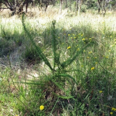 Cassinia aculeata subsp. aculeata (Dolly Bush, Common Cassinia, Dogwood) at Hawker, ACT - 3 Jan 2023 by sangio7