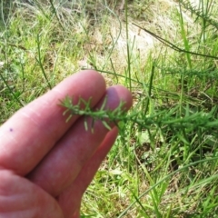 Cassinia aculeata subsp. aculeata at Hawker, ACT - 3 Jan 2023