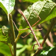 Unidentified Praying mantis (Mantodea) at Acton, ACT - 3 Jan 2023 by HelenCross