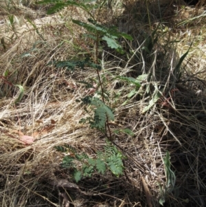 Acacia rubida at Weetangera, ACT - 3 Jan 2023