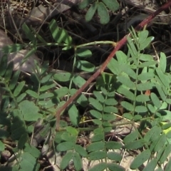 Acacia rubida at Weetangera, ACT - 3 Jan 2023