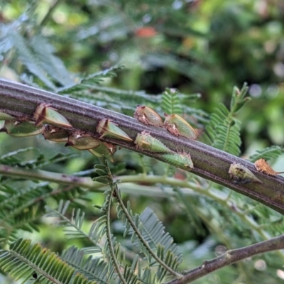 Sextius virescens (Acacia horned treehopper) at Watson, ACT - 3 Jan 2023 by abread111
