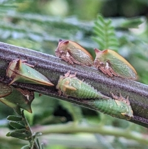 Sextius virescens at Watson, ACT - 3 Jan 2023